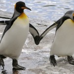 De animales y homosexuales