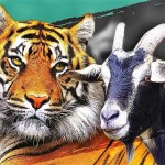 Un tigre y una cabra demandados por homosexualidad