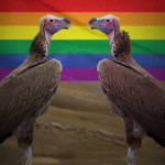 animaux gays
