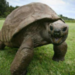 A tartaruga máis antiga do mundo é homosexual