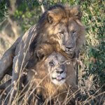 Kenia contra os leóns gais
