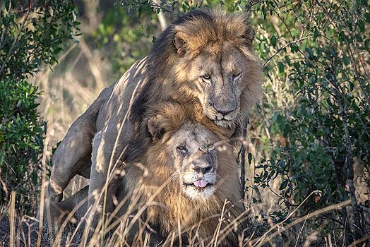 leones macho practicando sexo
