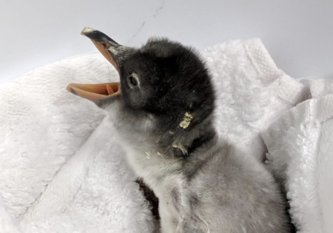 Baby Sydney Pinguin schwule Väter