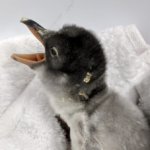 Pareja de pingüinos gais crian un bebé pingüino