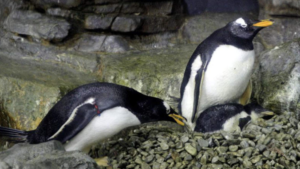 pais pinguins