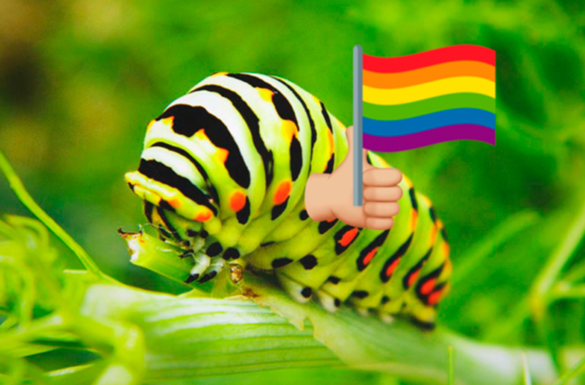 Mariam Al-Sohel gusano causa homosexualidad