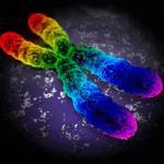 O maior estudo da historia revela que non existe un único "xene gay"