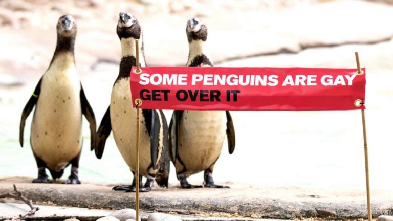 Bi pinguino gay arrautza bat lapurtzen dute