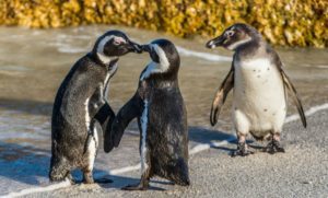 Bi pinguino gay arrautza bat lapurtzen dute