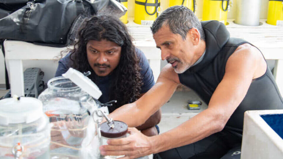 Descobreixen nou peix arc de Sant Martí a les illes Maldives