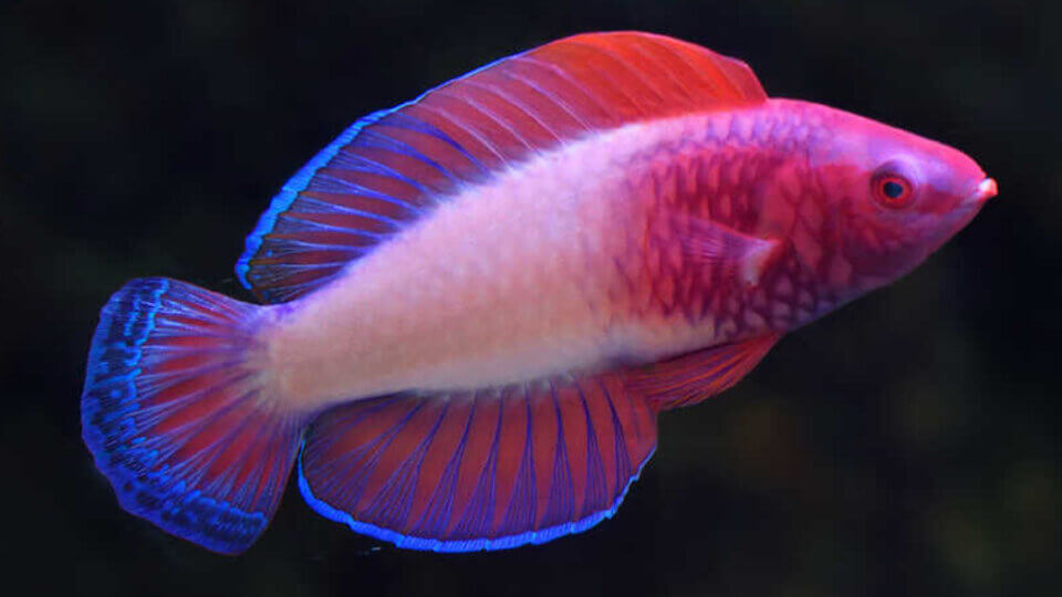 Nuovo pesce arcobaleno scoperto alle Maldive