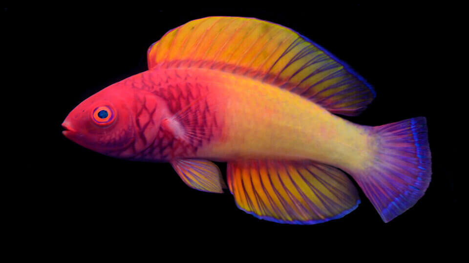 Novo peixe arco-íris descoberto nas Maldivas