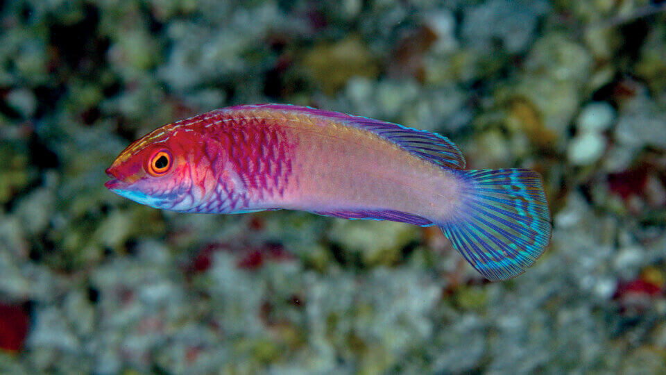 Novo peixe arco-íris descoberto nas Maldivas