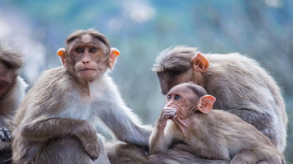 A comunidade LGTBI pede que não esteja ligada à varíola dos macacos