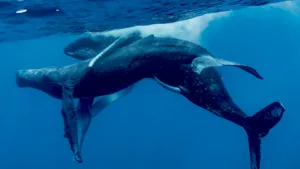 Cópula de dous machos de baleas jorobadas capturados por primeira vez