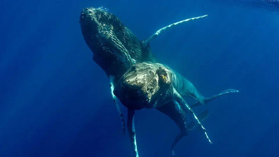 Copulation de deux baleines à bosse mâles capturées pour la première fois